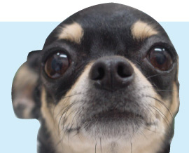 手作り食バンザイ!イメージ画像